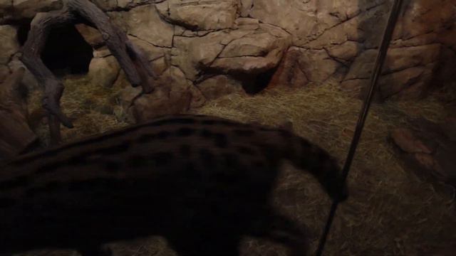 Дикая кошка в замедленной съемке. Сервал. смотреть онлайн