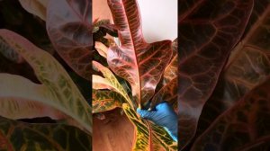 Обрезка верхушки кротона