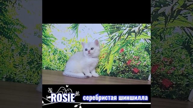 Питомник британских кошек Lusy Style. Золотые и серебристые шиншиллы смотреть онлайн