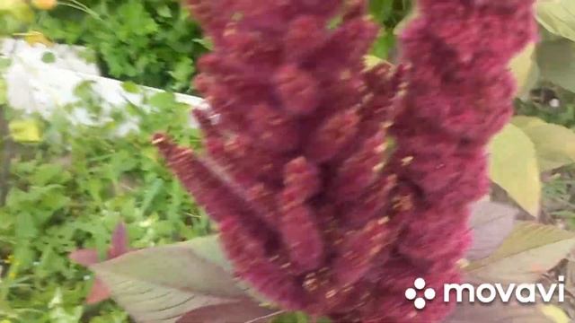 ?#111#?Амарант необычное, чудное и полезное растение.????