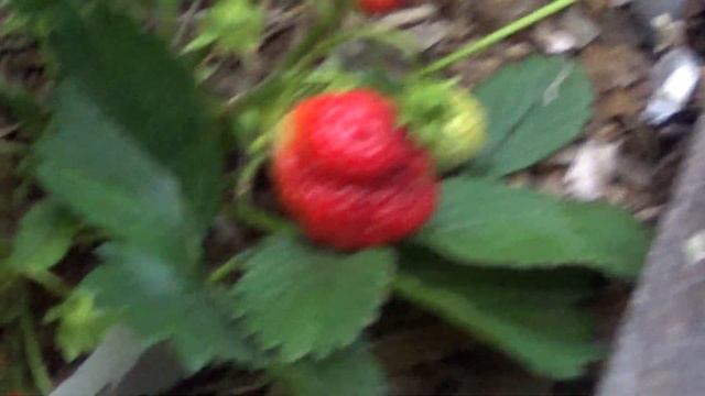 обзор земляники садовой смотреть онлайн