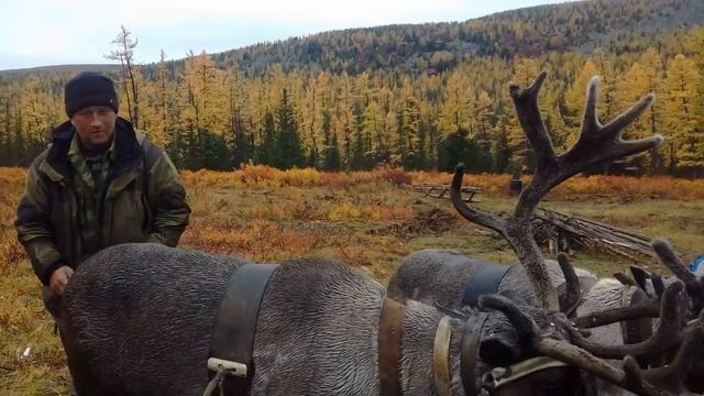 Оленеводы коми -зыряне, Приполярный Урал. Саранпауль, ХМАО - Югра смотреть онлайн