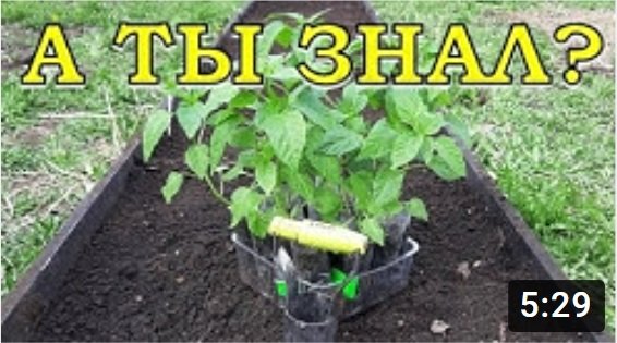 Высаживаем ПЕРЕЦ в грунт ПОШАГОВО??? смотреть онлайн