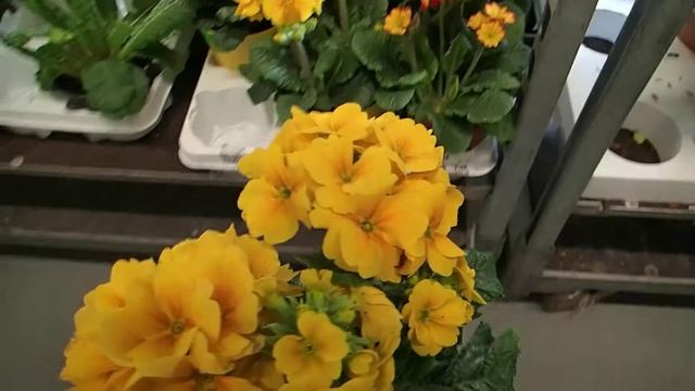 Primula acaulis in a decorative pot смотреть онлайн