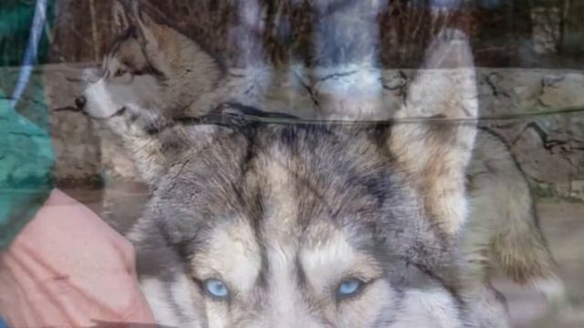 Очень красивый пес сам пришел проситься в приют смотреть онлайн