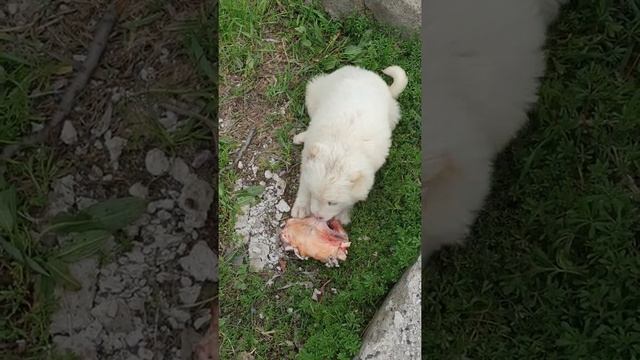 Di.Gaz Dog Gamper . Щенок породы Армянский Гампр. и его добыча #shorts смотреть онлайн