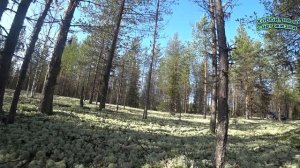 Сбор брусничного листа и брусники 2023 г