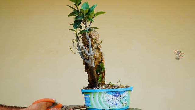 पीपली का बोन्साई ट्री कैसे बनाये | Ficus Virens Growing Season (Urdu/hindi) смотреть онлайн
