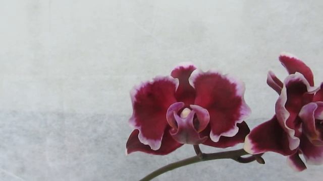 Цветение орхидеи phal. Summer Breath '401' смотреть онлайн