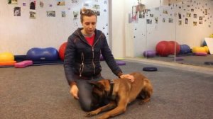 С чего начать обучение собаки? как начать дрессировку? обучение собаки послушанию