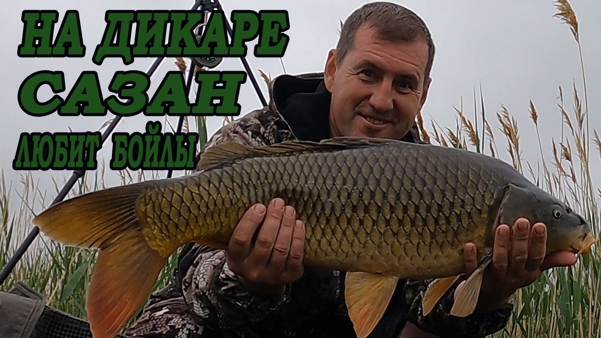 На ДИКАРЕ САЗАН любит БОЙЛЫ! смотреть онлайн