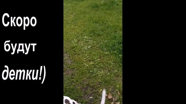 Скоро появятся щеночки))) Soon there will be puppies))) смотреть онлайн