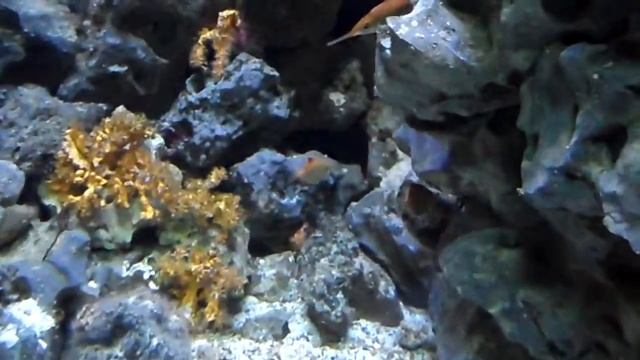 В БЕРЛИНСКОМ АКВАРИУМЕ смотреть онлайн