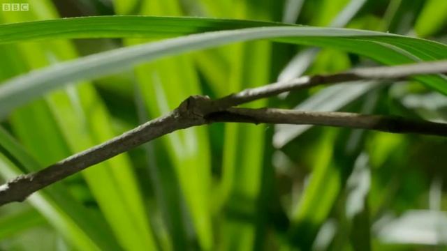 Самые хитрые животные