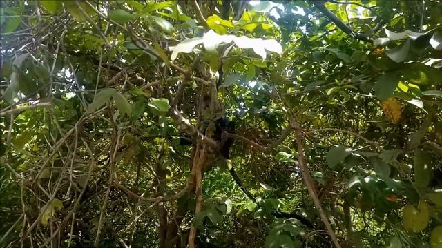 По дорогам Занзибара. смотреть онлайн