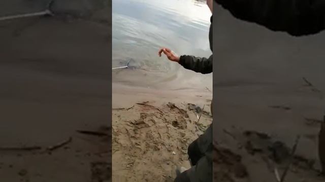 Ловля сазана.Алтайский край.р Обь смотреть онлайн
