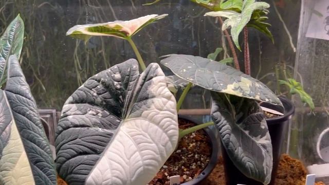 Hoyas and the Bangkok International Exotic Plant Sale - Part 2 #hoyas #orchids #aroids #houseplants смотреть онлайн
