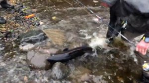 Рыбалка на Тайменя в СИБИРИ  Fishing Taimen in SIBERIA