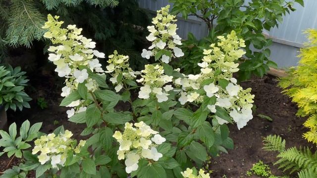 Гортензия метельчатая Конфетти Hydrangea paniculata Confetti Восхитительная ажурная гортензия смотреть онлайн