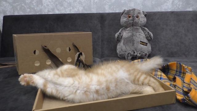 24 часа рыжий кот | МОЙ КОТЕНОК ДОМА! смотреть онлайн