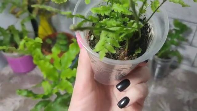 И снова папоротники, немного новинок. смотреть онлайн