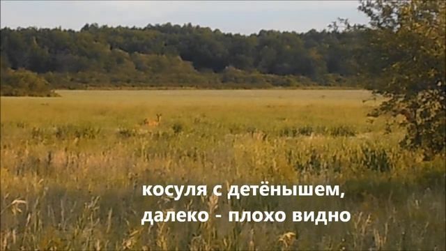 лекарственное лето в разгаре смотреть онлайн