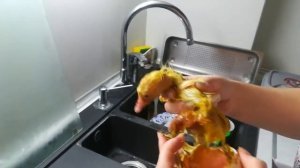 Вывод гусят. Гусенок из двухжелткового яйца.