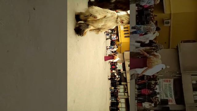 Сирни заговезни в с.Виноградец 2018# смотреть онлайн