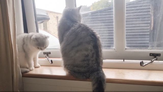 Папа кот умывает свою взрослую дочь - кошечку Снежинку. Это так мило!