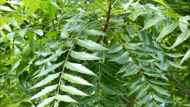 Vestige Neem (in Hindi) смотреть онлайн