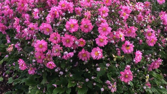 Anemone Fall In Love® 'Sweetly' // A Superb Fall Flowering Beauty that EVERY Garden Should Have 😉👌👏 смотреть онлайн