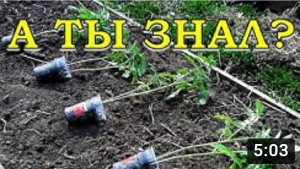 Высаживаем ТОМАТЫ лежа: новый ЭКСПЕРИМЕНТ???