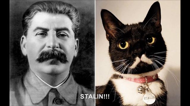 Hitler Looks At Random Pictures VIII