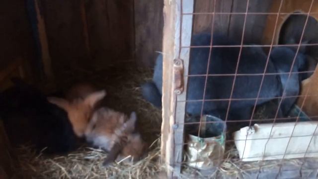 Обзор породы французский баран.
