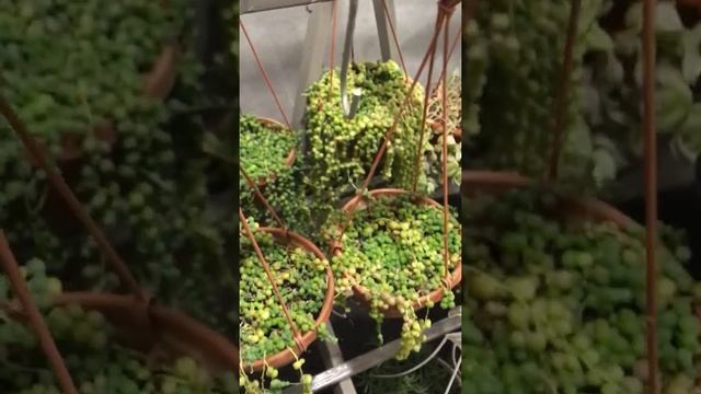 как цветёт крестовник роули? смотреть онлайн