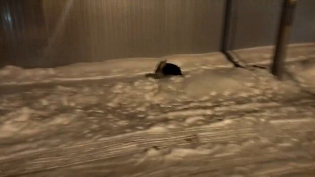 КУПИЛИ МАЛЕНЬКИЙ ДОМ И ОТМЕЧАЕМ НОВЫЙ ГОД// ЧУДО ПРИРОДА СЛОВНО В СКАЗКЕ //С НОВЫМ ГОДОМ! смотреть онлайн