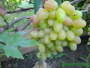 Виноградник 8 08 22г  начало созревания ягоды