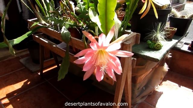 My Epiphyllum hybrid 'Orchid Cactus' Mrs G. Beam in STUNNING HUGE pink Flower смотреть онлайн