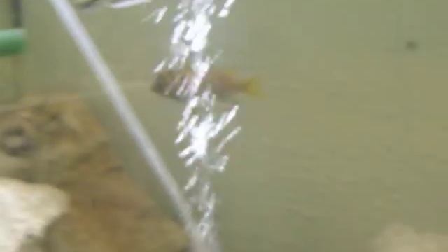 Maylandia zebra gold Nkata Bay f0 MC смотреть онлайн