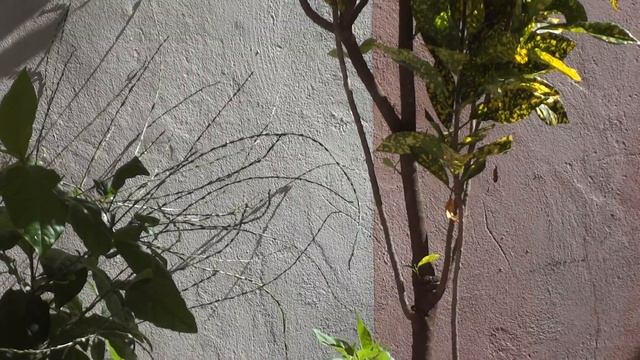 Teste Sony DSC-WX7 смотреть онлайн