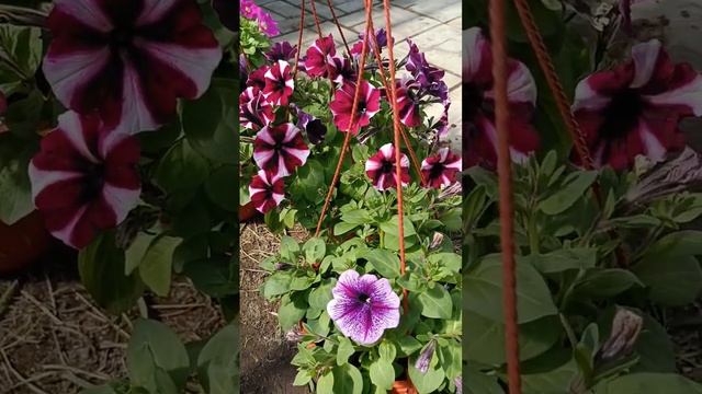 Цветы в кашпо #дача #сад #цветы #кашпо #красота #идеи #длясада #flowers #flower #garden #plants смотреть онлайн