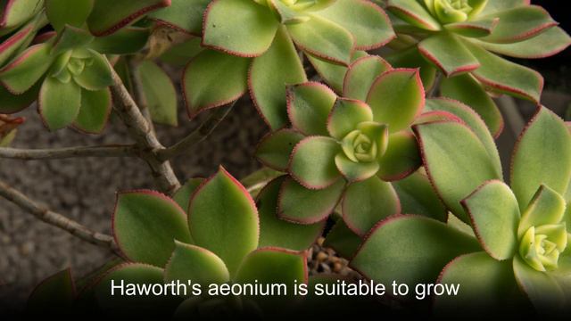 attracting harmony, repelling negativity--Haworth's aeonium смотреть онлайн