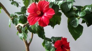 ЦВЕТЫ, КОТОРЫЕ ПРИНОСЯТ СЧАСТЬЕ И ЛЮБОВЬ В ДОМ