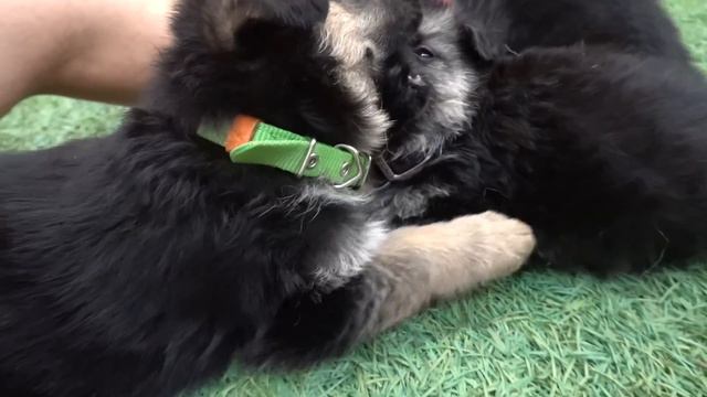 THE CUTEST German Shepherd Puppies Ever!! смотреть онлайн