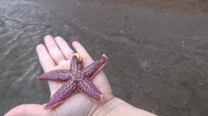 Морские звезды