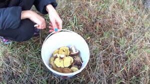 Сбор маслят и рыжиков. МАСЛЯТ ПОЛНО.  Осенний сбор грибов.  Ноябрьские грибы в лесу.