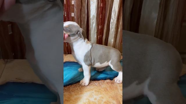 Очень красивая девочка, нарядный дорогой окрас лиловый триколор. смотреть онлайн