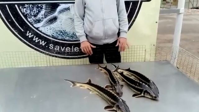 11.09.2018 осетровый улов с верхнего безлимитного смотреть онлайн