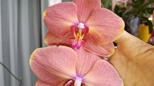 Я НЕ ДОМА, А ОРХИДЕИ ПОКУПАЮТСЯ. НОВАЯ орхидея. РУЧКИ ЗАГРЕБУЧКИ! РАБОТАЕМ. смотреть онлайн