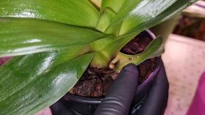 Обзор | ОРХИДЕИ Пафиопедилум Венерин Башмачок | Грунт для Пафиопедилум от ОрхоРай